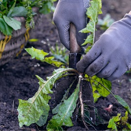 gardening